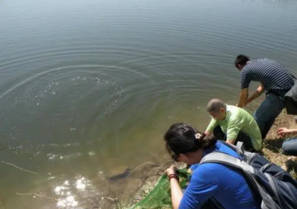 失控？東莞一水庫太陽魚成“霸主”，釣魚人一天可釣上百條