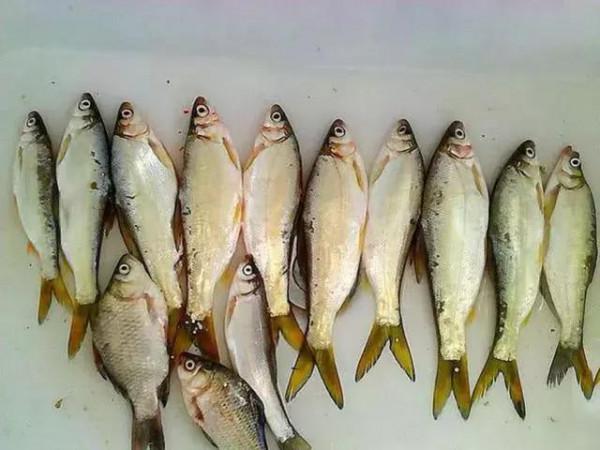 釣黃尾就用這兩種釣法,漂尾抖動就提竿,十之八九都有口 釣黃尾就用這兩種釣法,漂尾抖動就提竿,十之八九都有口