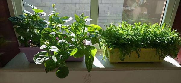 冬天種蔬菜首先這“8種”，不怕冷長得快，吃了一茬又一茬