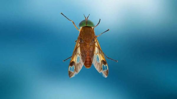 中國常見動植物(動物篇五)