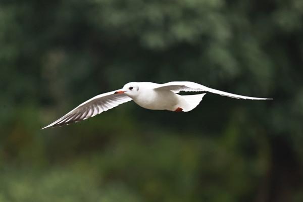 這群“熟客”又來,在富源縣玉順湖逗留 這群“熟客”又來,在富源縣玉順湖逗留