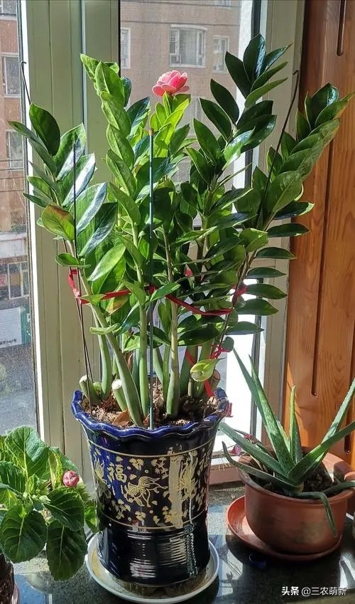 客廳有樹，十家九富！這幾種植物放在家裡，既能鎮宅，又寓意吉祥