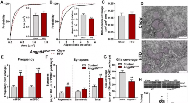 為啥有人怎麼吃都不胖?來自耶魯的答案:原因可能藏在大腦裡 為啥有人怎麼吃都不胖?來自耶魯的答案:原因可能藏在大腦裡