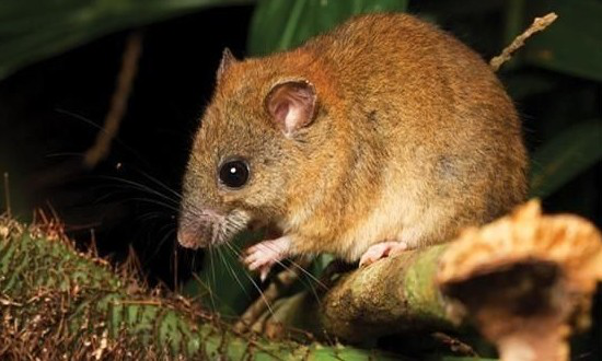 珊瑚裸尾鼠是首個因人為引起的氣候變化滅絕的哺乳動物