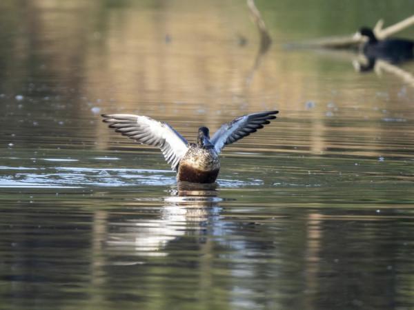 嘴巴最寬最長的野鴨—琵嘴鴨