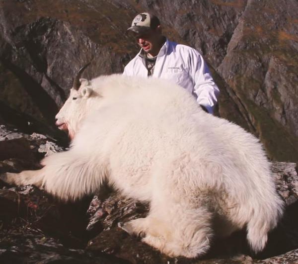 20張活久未見的照片,一隻公雞PK7只火雞,這氣場太霸氣了 20張活久未見的照片,一隻公雞PK7只火雞,這氣場太霸氣了