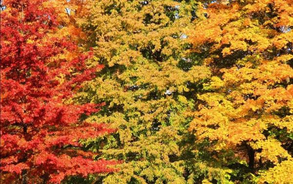 最美的五彩楓葉 最美的五彩楓葉