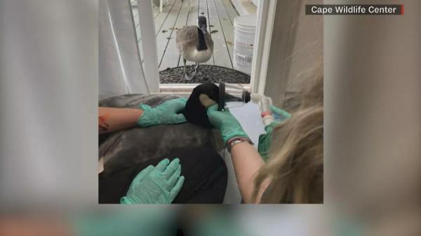 加拿大鵝受傷被帶回醫院做手術，它的伴侶卻焦急找上門來&period;&period;&period;