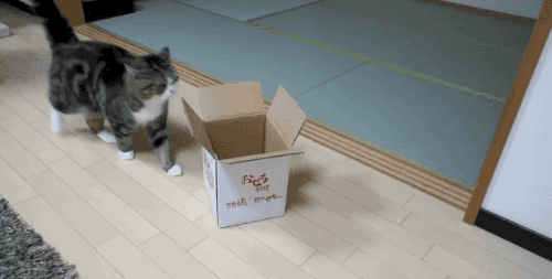 貓咪喜歡紙箱,那大貓呢?8種大型貓科動物實測,結果太可愛 貓咪喜歡紙箱,那大貓呢?8種大型貓科動物實測,結果太可愛