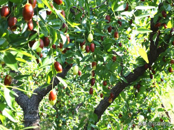 “棗”等您來！房山這裡3000畝菱棗熟啦！