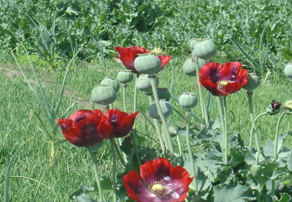“越漂亮的花越有毒”!認識11種“有毒植物”,遠離危害 “越漂亮的花越有毒”!認識11種“有毒植物”,遠離危害