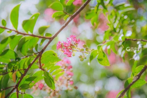 八大關，美了！