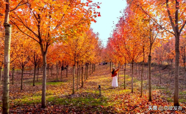 畫面太美！這裡的楓葉紅了 一定要去打卡喲～
