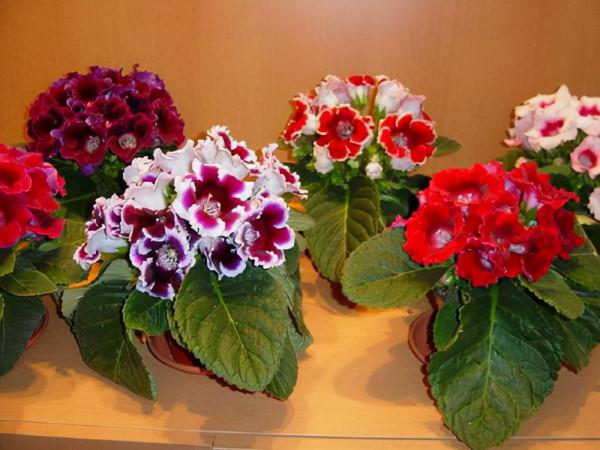 16種耐陰花，就算陽光不足，也能年年生長、開花