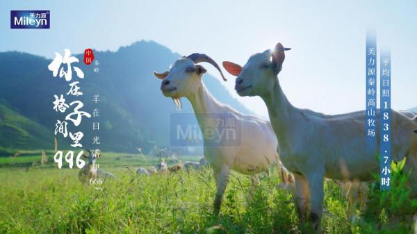 奶山羊的生活,我真的羨慕了 奶山羊的生活,我真的羨慕了