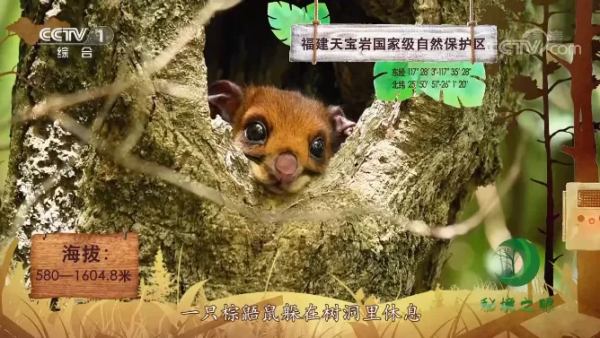 萌萌噠！永安天寶巖的“它”上央視一套了