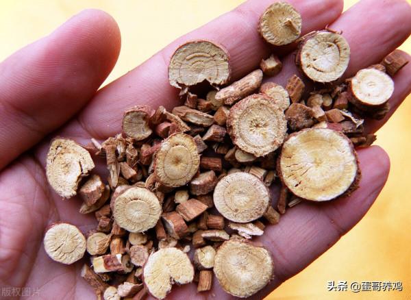 老獸醫：五個家禽感冒中藥草，農村養雞人收藏一下吧