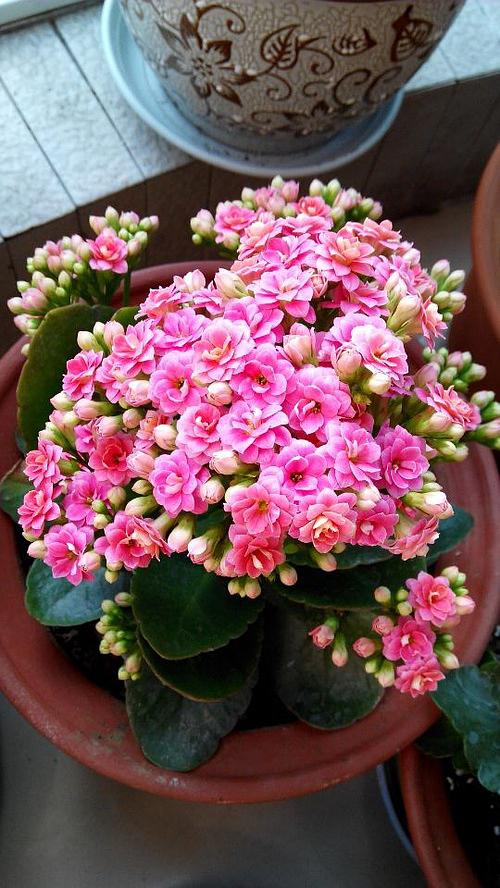 寓意吉祥的“4種花”，建議家裡養一盆，好養還利於健康