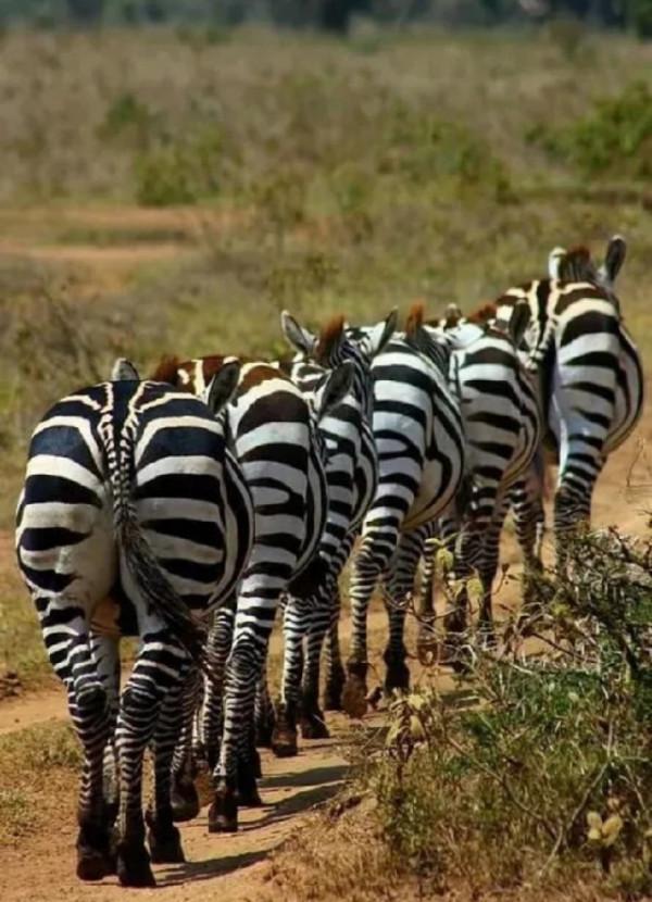 收集20張動物圖片，你最喜歡哪張