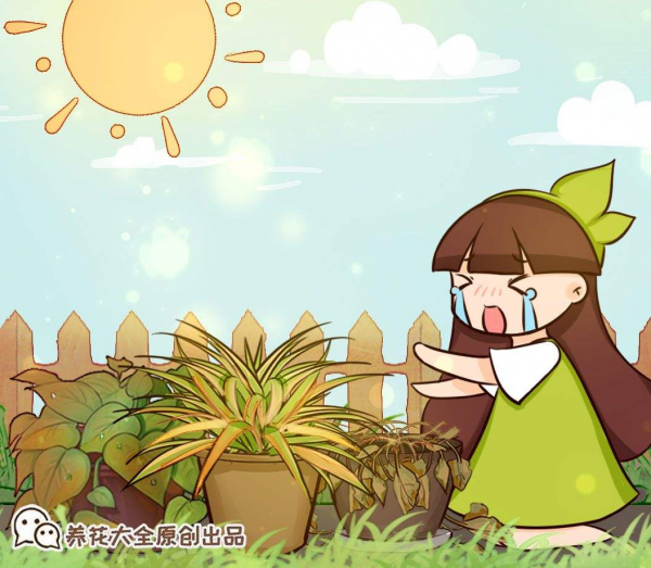 買花也有“潛規則”，教你正確買花，新手小白不容易被騙