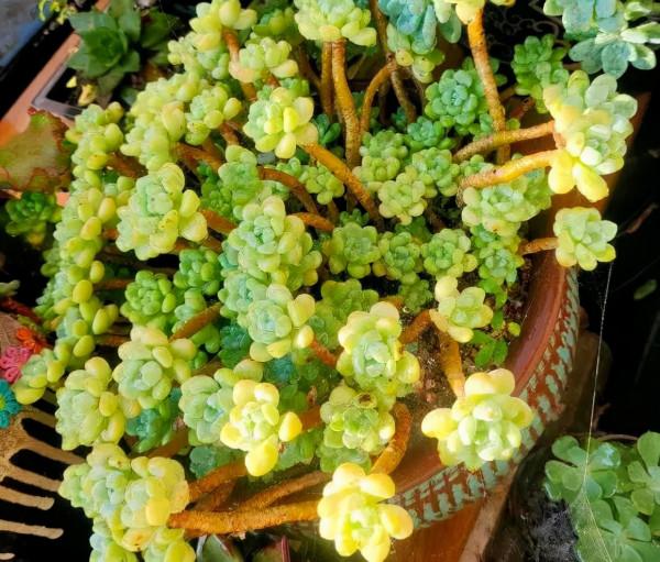 這幾種多肉非常容易爆盆,不知不覺一大盆,非常有成就感 這幾種多肉非常容易爆盆,不知不覺一大盆,非常有成就感