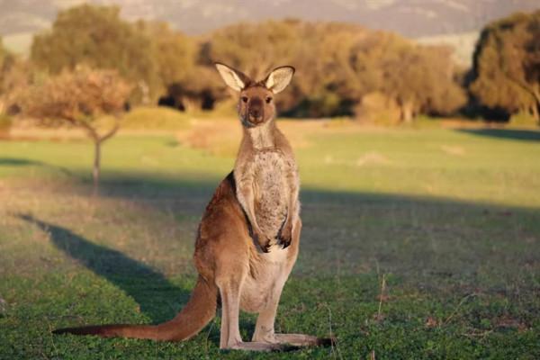 “人兔大戰”澳大利亞完敗,超100億野兔成災,當地人為何不吃? “人兔大戰”澳大利亞完敗,超100億野兔成災,當地人為何不吃?