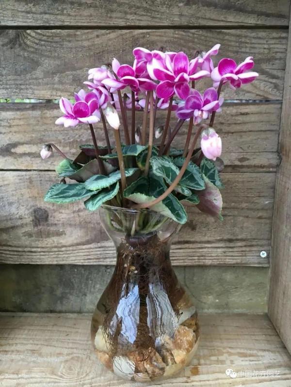 水培迷你仙客來，讓室內輕鬆變花園 | 新品