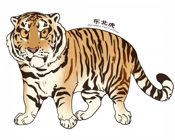 活動預告 &vert; 2022年神州荒漠野生動物園&OpenCurlyDoubleQuote;迎虎年、展虎威&rdquo;