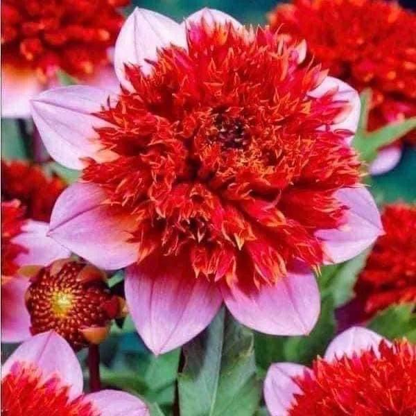 奇妙的大自然，奇妙的花