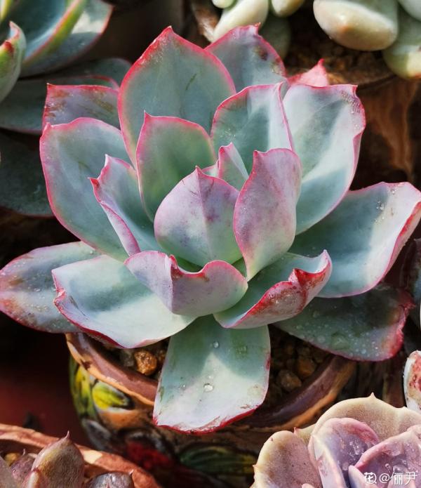 紅、黃、藍、黑，4種彩色多肉，你喜歡哪一款？