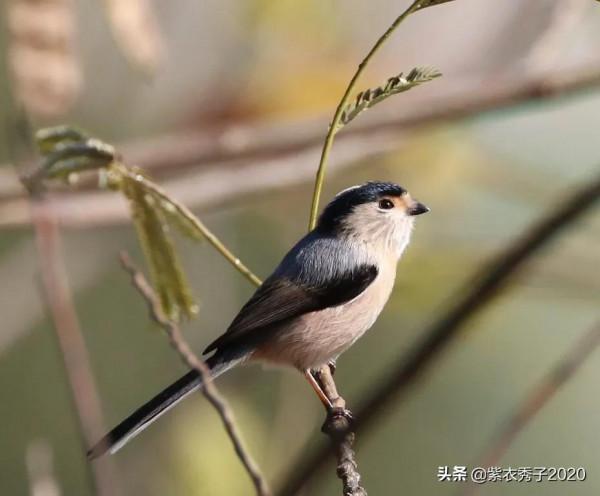 攬月灣的銀喉長尾山雀 攬月灣的銀喉長尾山雀