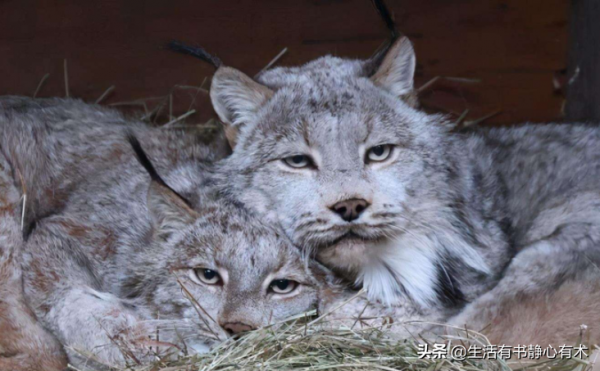 漲知識,動物界的神秘大腳怪“加拿大猞猁” 漲知識,動物界的神秘大腳怪“加拿大猞猁”
