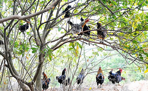 不容小覷的,抗球蟲“小秘方”(業內瘋傳)簡單,好用 不容小覷的,抗球蟲“小秘方”(業內瘋傳)簡單,好用
