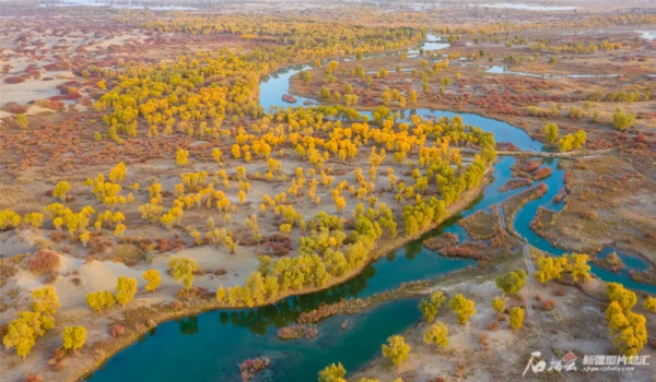 金秋時節,新疆戈壁的胡楊林穿上了華麗的服裝 金秋時節,新疆戈壁的胡楊林穿上了華麗的服裝