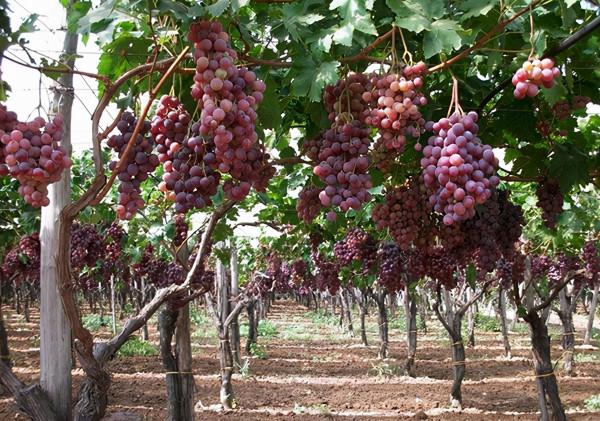 80後荊州大姐返鄉種葡萄,一百畝發展成3000畝,如今年入千萬 80後荊州大姐返鄉種葡萄,一百畝發展成3000畝,如今年入千萬