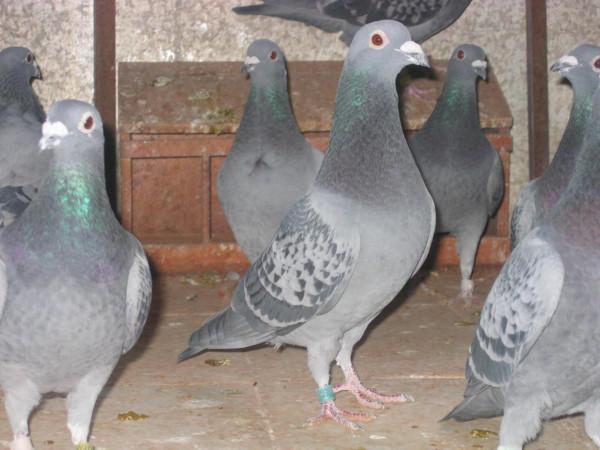 信鴿換羽期間需要重視的幾點因素 信鴿換羽期間需要重視的幾點因素