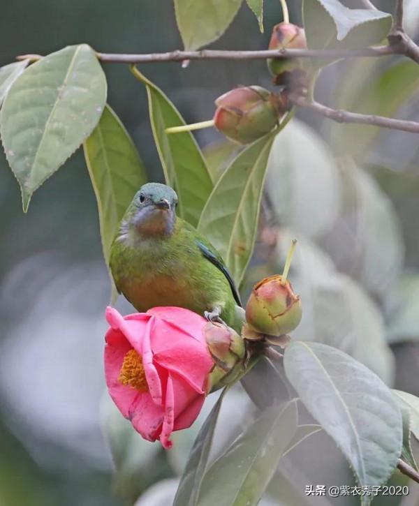 茶花滿樹開，眾多鳥兒來
