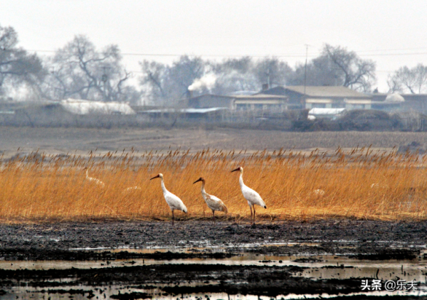 白鶴之鄉·莫莫格