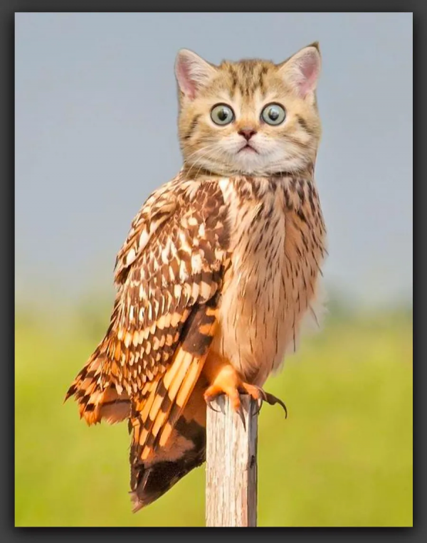 創意｜神奇動物在哪裡？這組作品激發你的想象力