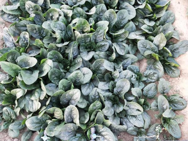 秋季青菜不出苗，常見的小問題，學會輕鬆解決