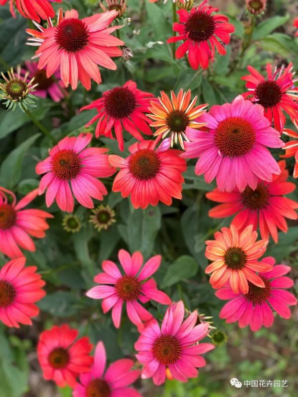 松果菊“波利綵球”極具市場潛力與競爭力 | 新品