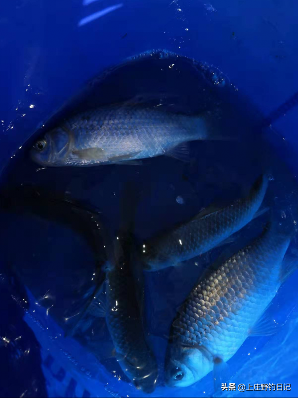 釣魚日記——2022年1月3日（冰釣）