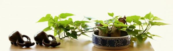 走近大師 | 周旭：玩著玩著，就“玩”出了好幾本繪本