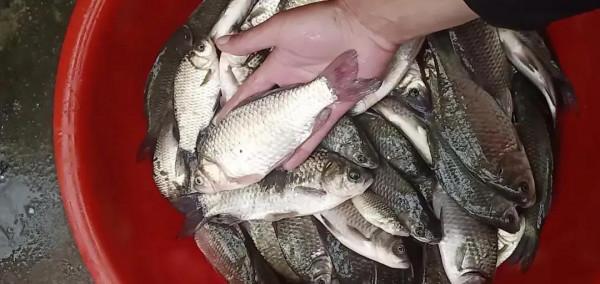 釣到黑鯽魚被勸放生,釣魚人反稱放生薑!網友:小心它是巖鯉 釣到黑鯽魚被勸放生,釣魚人反稱放生薑!網友:小心它是巖鯉