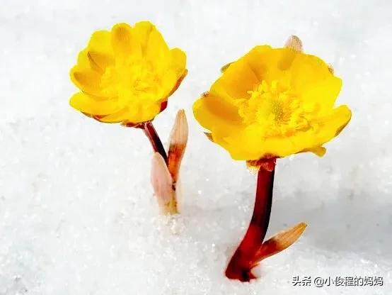 分享圖片-冰凌花