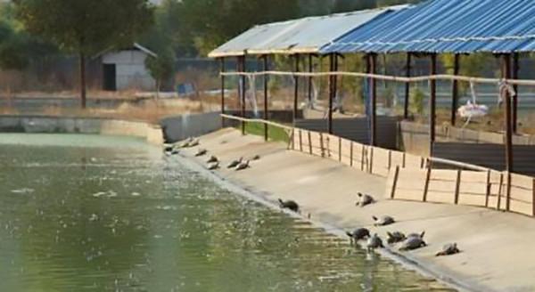 70後大叔陳靜濤，仿野生養殖甲魚，絕地翻身年銷6000萬