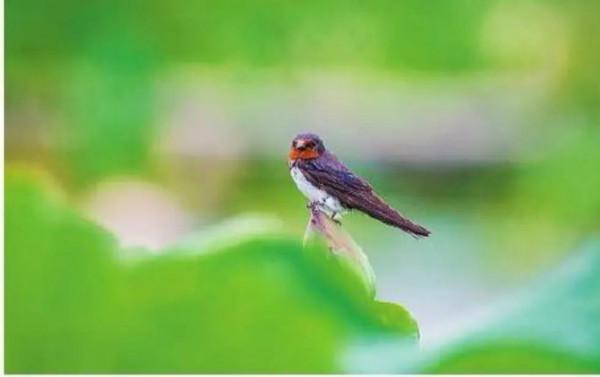 生物多樣性之美 | 百鳥樂園撫仙湖 生物多樣性之美 | 百鳥樂園撫仙湖