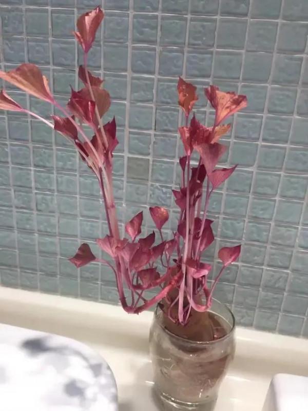 養個紅薯盆景吧