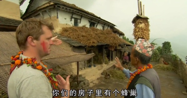 這就是尼泊爾採蜜人：懸在100米高空，被遮天蔽日的蜜蜂爬滿衣服