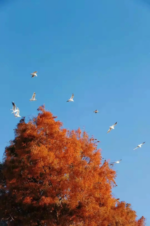 冬天的洱海生態廊道,美出新高度 冬天的洱海生態廊道,美出新高度